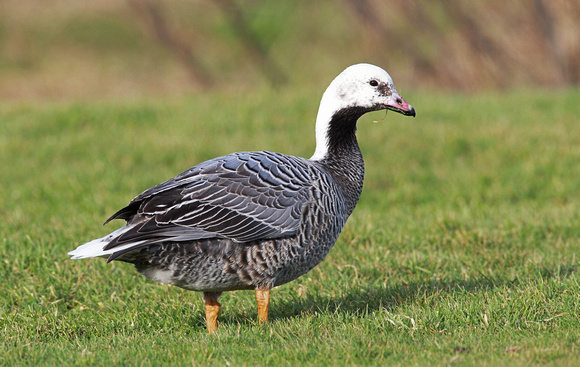 Emperor Goose, Ocean Shores, Washington