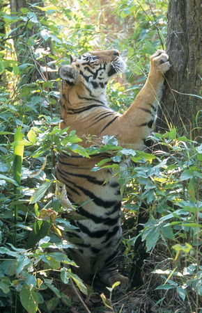 Tiger scratching tree, Bandhavgarh National Park, Madhya Pradesh, India
