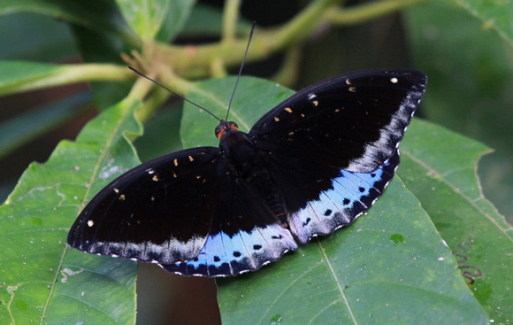 Great Archduke butterfly (Lexias cyanipardus), Hoollangapar Gibbon Wildlife Sanctuary, Assam, India