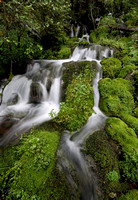 Mossy stream, eastern Washington