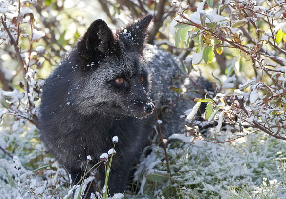 Cascade red fox in snow, MRNP