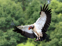 King Vulture in flight (2), Costa Rica