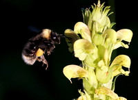 Western Bumble Bee foraging on towering lousewort flowers (2), Cascade mountains, Washington
