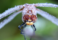 Striped Meadowhawk (Sympetrum pallipes) with dew on face, Gifford Pinchot NF, Washington