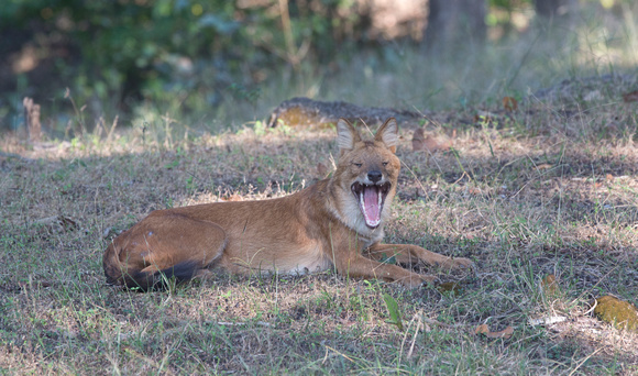 Dhole or Indian wild dog yawning, Pench National Park, India