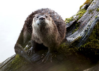 River otter, western Washington