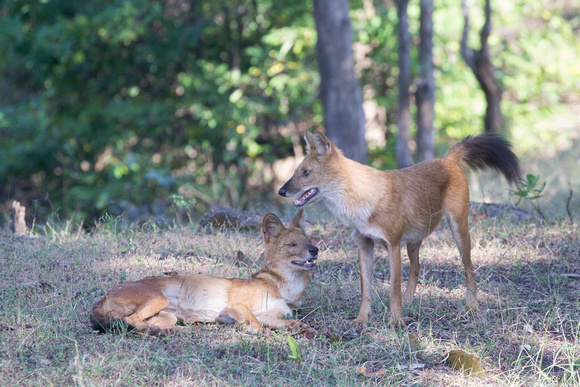 Dhole or Indian wild dogs, Pench National Park, India