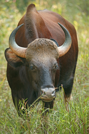 Gaur ("Indian bison"), Kanha National Park, Madhya Pradesh, India