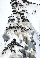 Thick-billed Murres on snowy cliff at Alkefjellet, Svalbard (2024)