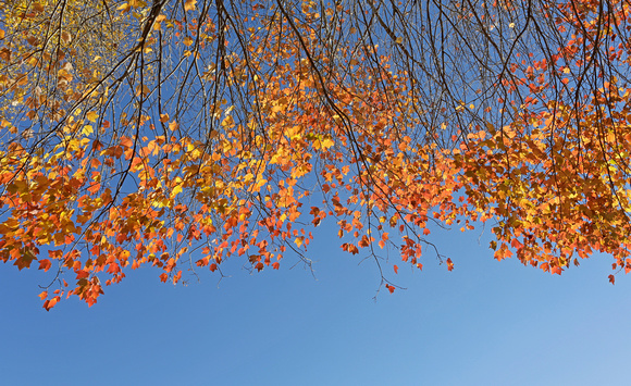 Maple leaves and blue sky, Connecticut