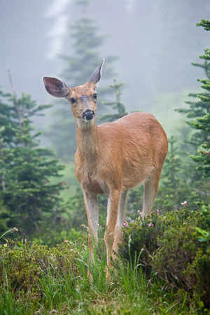 Columbian black-tailed deer female in fog, Mt. Rainier National Park, Washington