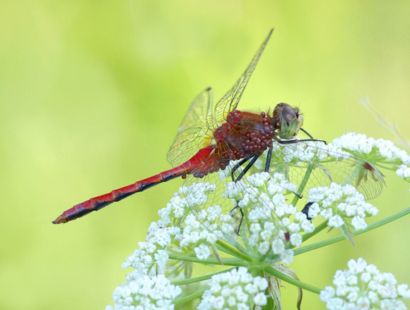 White-faced Meadowhawk (Sympetrum obtrusum), eastern Washington