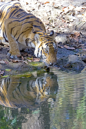 Tiger drinking, Kanha National Park, Madhya Pradesh, India