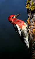 Red-breasted Sapsucker, western Washington