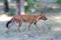 Dhole or Indian wild dog motion blur, Pench National Park, India