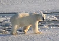 Polar bear walking on ice, Svalbard, Norway