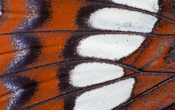 Lorquin's Admiral butterfly wing closeup, Packwood, Washington