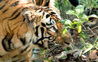 Tiger closeup, Bandhavgarh National Park, Madhya Pradesh, India