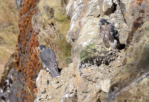 Peregrine Falcon nestlings, Gifford Pinchot National Forest, Washington