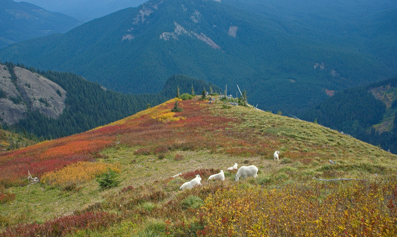Mountain Goats and alpine fall colors, Cascade mountains, Washington
