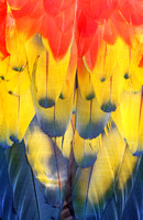 Scarlet Macaw feather detail, Costa Rica