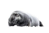 Bearded seal on ice, Svalbard (2024)