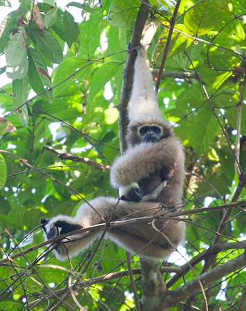 Western Hoolock Gibbon female with young, Hoollongapar Gibbon Sanctuary, Assam, India