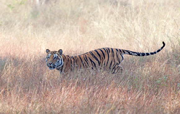 Tiger running in meadow, Kanha National Park, Madhya Pradesh, India