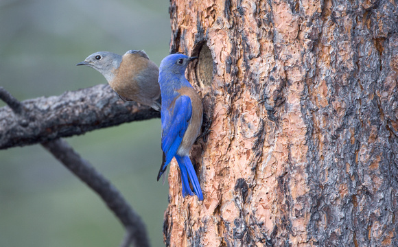 Western Bluebird pair at nest hole, eastern Washington