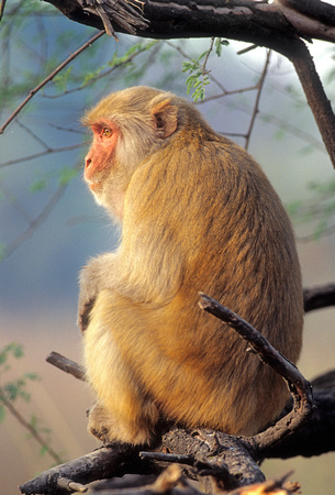Rhesus macaque (Macaca mulatta) at sunrise, Keoladeo National Park, Rajasthan, India
