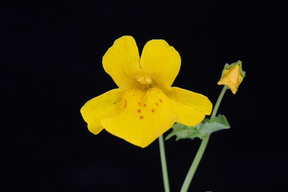 Yellow Monkey-flower (Mimulus guttatus), Gifford Pinchot National Forest, Washington