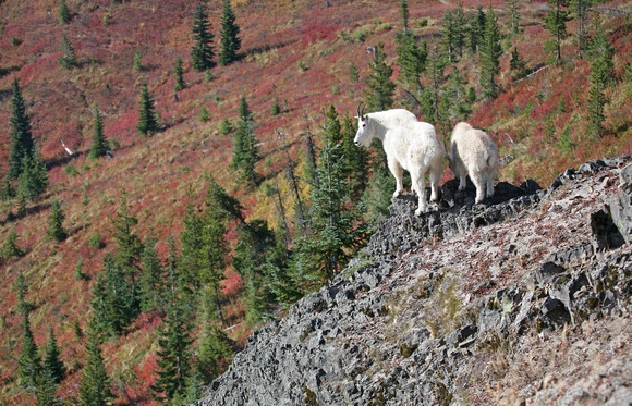 Mountain goats and fall colors, Gifford Pinchot National Forest, Washington