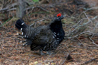 Spruce Grouse male in forest, eastern Washington