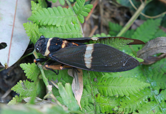 Cicada, Tosena sp., Hoollangapar Gibbon Sanctuary, Assam, India
