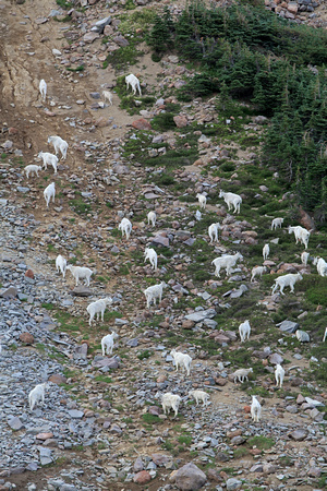 Mountain Goats on talus slope (vertical), Mt. Rainier National Park, Washington