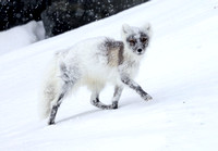 Arctic fox changing from winter to summer coat, Svalbard (2024)