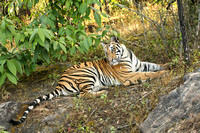 Tiger looking around, Bandhavgarh National Park, India