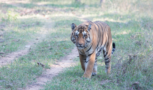 Male tiger, Pench National Park, India