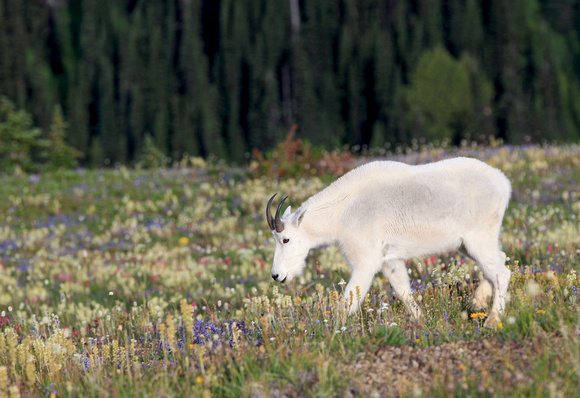 Mountain Goat, Mt. Rainier National Park, Washington