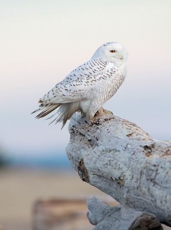 Snowy Owl perched on driftwood, Washington coast