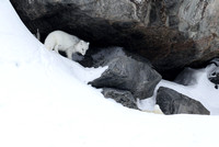 Arctic fox with rock shelter, Svalbard (2024)