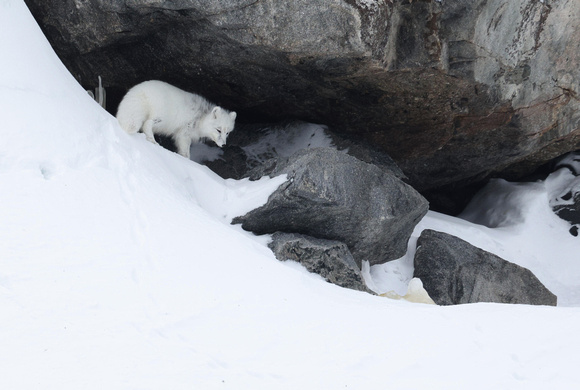 Arctic fox with rock shelter, Svalbard (2024)