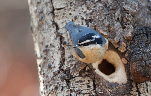 Red-breasted Nuthatch, eastern Washington