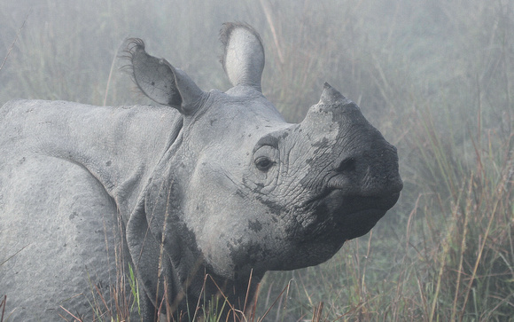 Indian one-horned rhinoceros, Kaziranga National Park, Assam, India