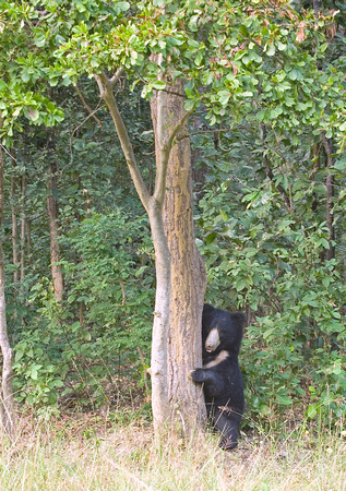 Sloth bear hugging tree, Kanha National Park, India