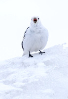 Snow Bunting singing on snowbank, Longyearbyen, Svalbard (2024)