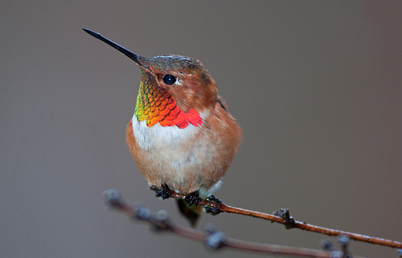 Rufous Hummingbird, Packwood, Washington