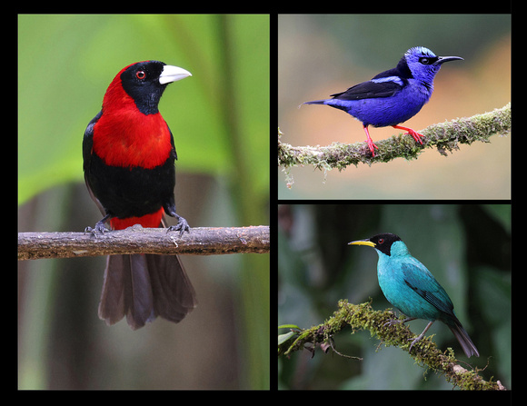 Costa Rica bird collage (Crimson-collared Tanager, Red-legged Honeycreeper, Green Honeycreeper