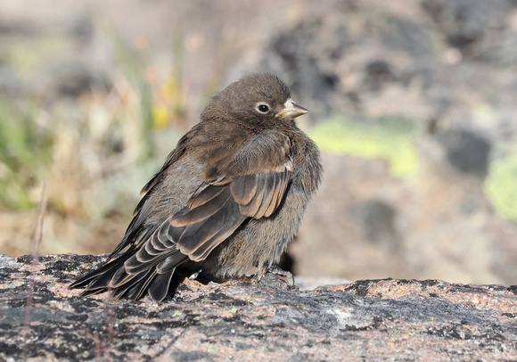 Juvenile Gray-crowned Rosy-Finch, MRNP