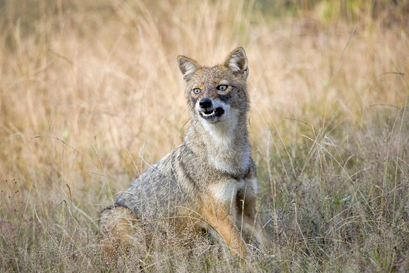 Indian jackal - Alchetron, The Free Social Encyclopedia